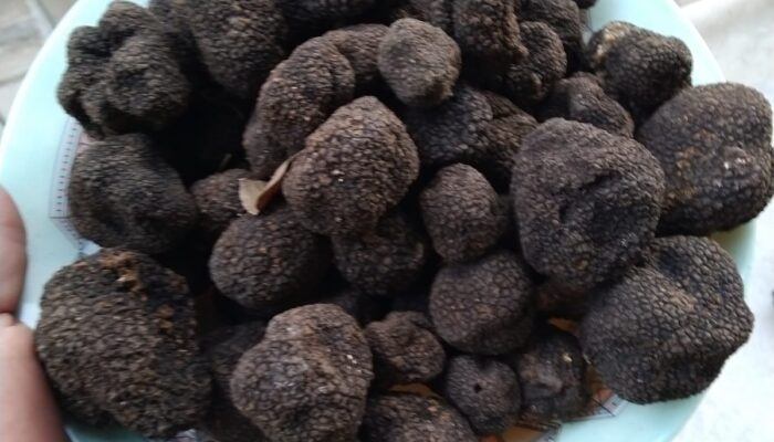 Tartufo nero uncinato