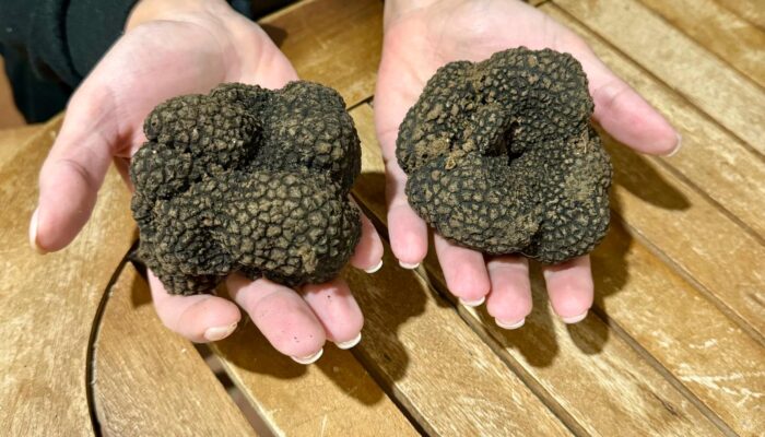Tartufo nero scorzone